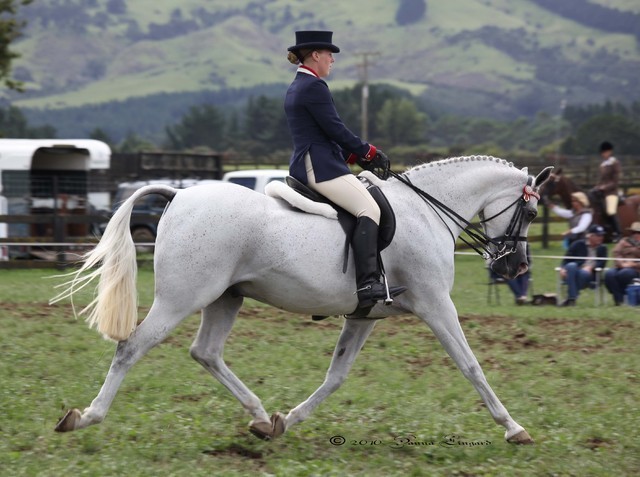 New Zealand Arabian Nationals