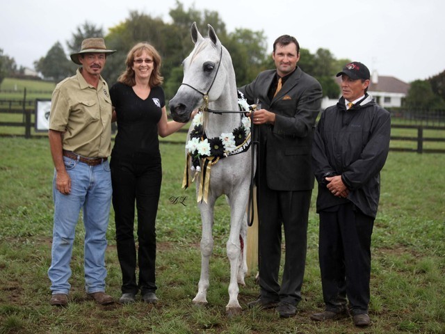 New Zealand Arabian Nationals