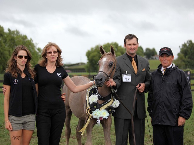 New Zealand Arabian Nationals