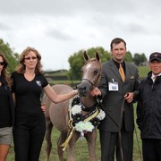 New Zealand Arabian Nationals