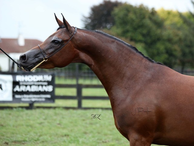 New Zealand Arabian Nationals