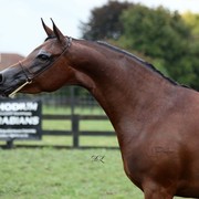 New Zealand Arabian Nationals