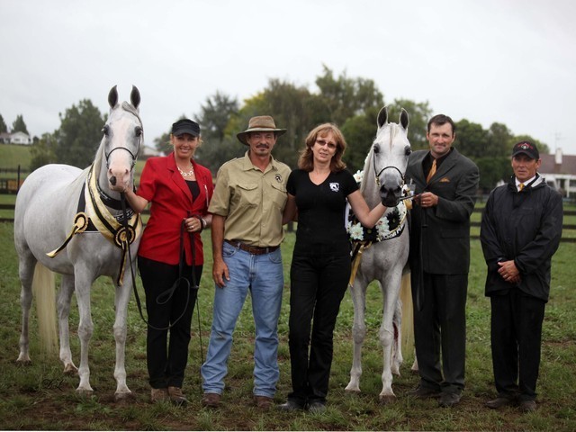 New Zealand Arabian Nationals