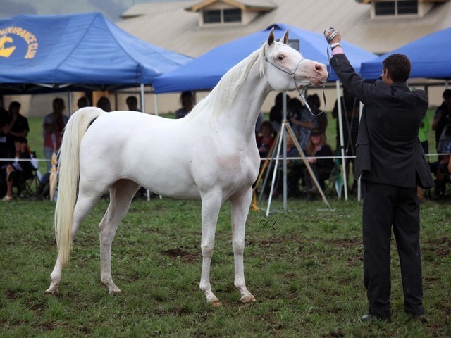 New Zealand Arabian Nationals