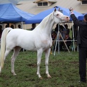 New Zealand Arabian Nationals