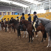 New Zealand Arabian Nationals