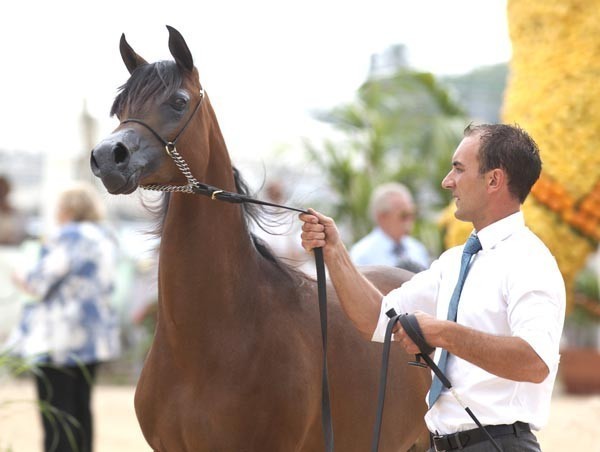 Medditerranean and Arab Countries Arabian Horse Championship | Day 1