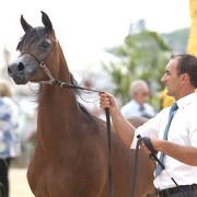 Medditerranean and Arab Countries Arabian Horse Championship | Day 1