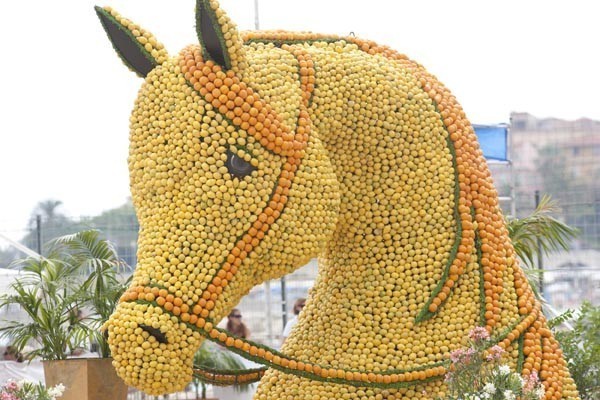 Medditerranean and Arab Countries Arabian Horse Championship | Day 1