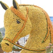 Medditerranean and Arab Countries Arabian Horse Championship | Day 1