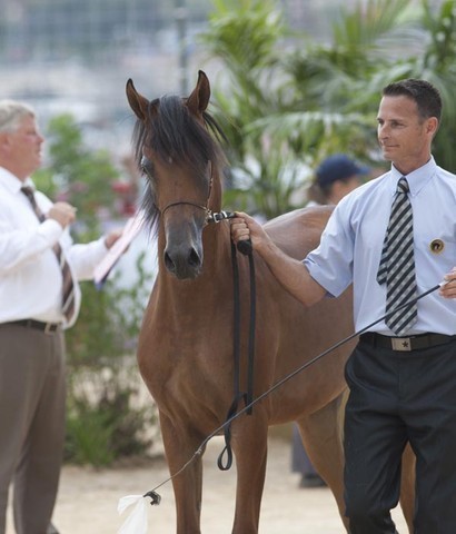 Medditerranean and Arab Countries Arabian Horse Championship | Day 1