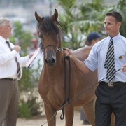 Medditerranean and Arab Countries Arabian Horse Championship | Day 1