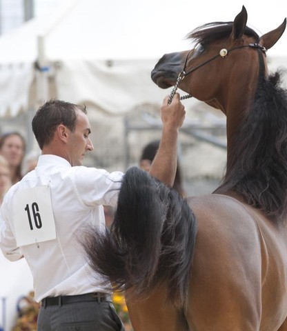 Medditerranean and Arab Countries Arabian Horse Championship | Day 1