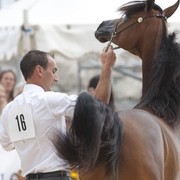 Medditerranean and Arab Countries Arabian Horse Championship | Day 1