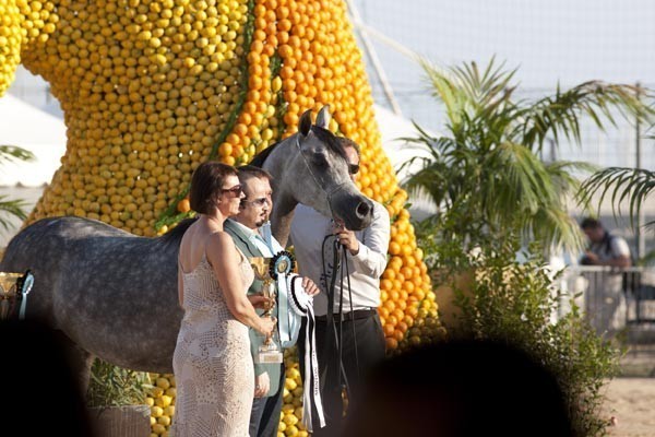 Medditerranean and Arab Countries Arabian Horse Championship | Day 1