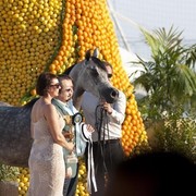 Medditerranean and Arab Countries Arabian Horse Championship | Day 1