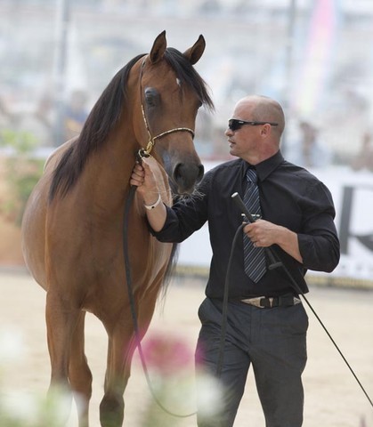 Medditerranean and Arab Countries Arabian Horse Championship | Day 1