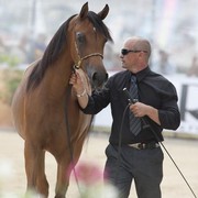 Medditerranean and Arab Countries Arabian Horse Championship | Day 1