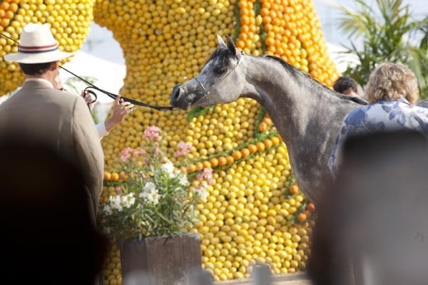 Medditerranean and Arab Countries Arabian Horse Championship | Day 1