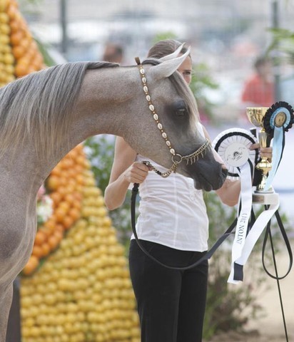 Medditerranean and Arab Countries Arabian Horse Championship | Day 1