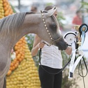 Medditerranean and Arab Countries Arabian Horse Championship | Day 1