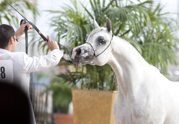 Medditerranean and Arab Countries Arabian Horse Championship | Day 1