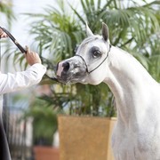 Medditerranean and Arab Countries Arabian Horse Championship | Day 1