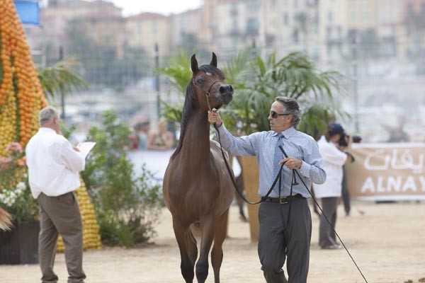 Medditerranean and Arab Countries Arabian Horse Championship | Day 1