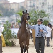 Medditerranean and Arab Countries Arabian Horse Championship | Day 1