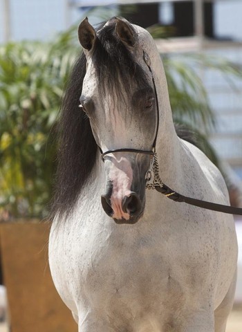 Medditerranean and Arab Countries Arabian Horse Championship | Day 2