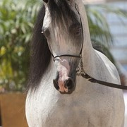 Medditerranean and Arab Countries Arabian Horse Championship | Day 2