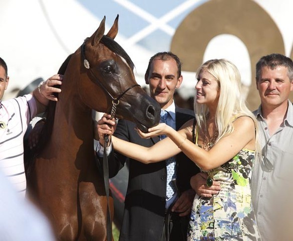 Medditerranean and Arab Countries Arabian Horse Championship | Day 2