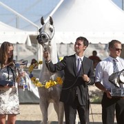 Medditerranean and Arab Countries Arabian Horse Championship | Day 2