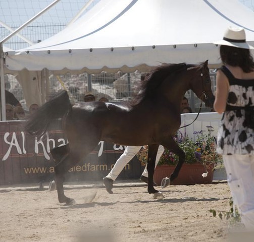 Medditerranean and Arab Countries Arabian Horse Championship | Day 2