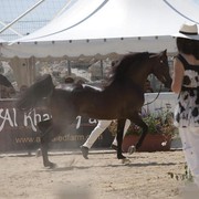 Medditerranean and Arab Countries Arabian Horse Championship | Day 2
