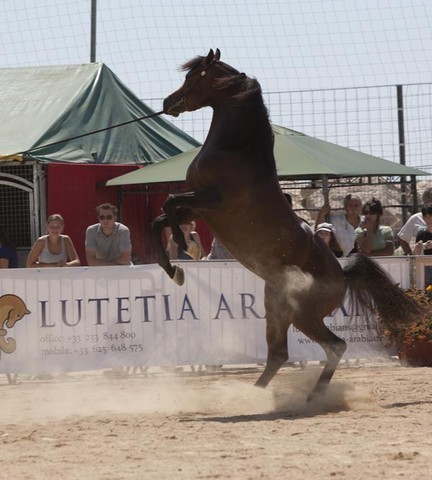 Medditerranean and Arab Countries Arabian Horse Championship | Day 2