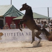 Medditerranean and Arab Countries Arabian Horse Championship | Day 2
