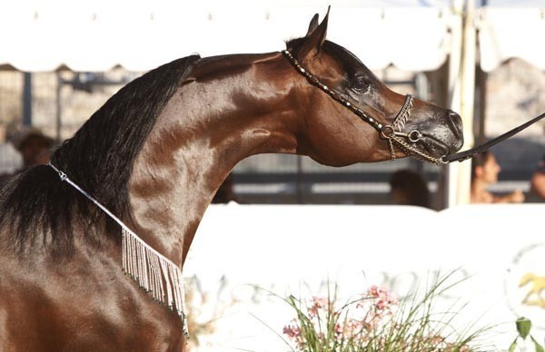 Medditerranean and Arab Countries Arabian Horse Championship | Day 2