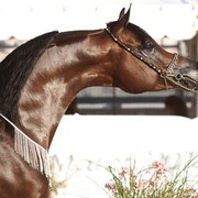 Medditerranean and Arab Countries Arabian Horse Championship | Day 2