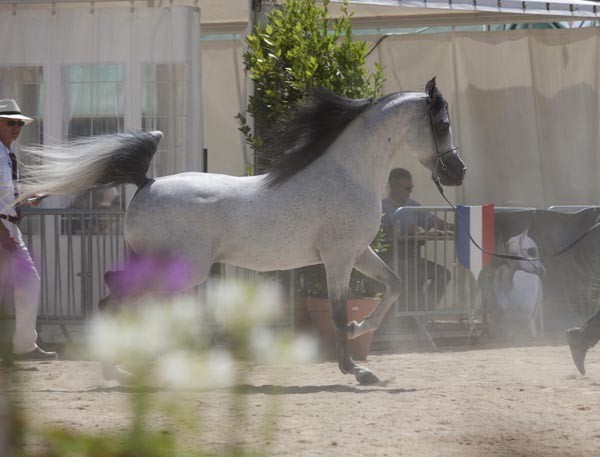 Medditerranean and Arab Countries Arabian Horse Championship | Day 2