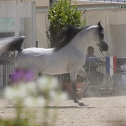 Medditerranean and Arab Countries Arabian Horse Championship | Day 2