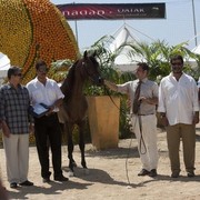 Medditerranean and Arab Countries Arabian Horse Championship | Day 2