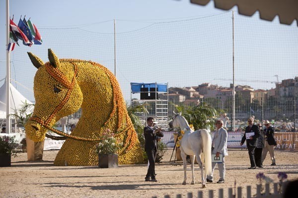Medditerranean and Arab Countries Arabian Horse Championship | Day 2