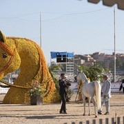 Medditerranean and Arab Countries Arabian Horse Championship | Day 2