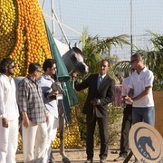 Medditerranean and Arab Countries Arabian Horse Championship | Day 2