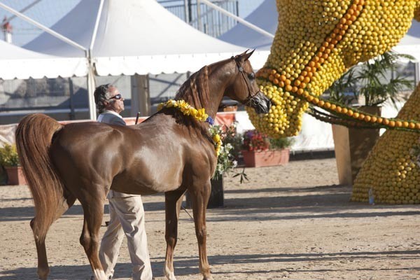 Medditerranean and Arab Countries Arabian Horse Championship | Day 2