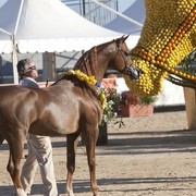 Medditerranean and Arab Countries Arabian Horse Championship | Day 2