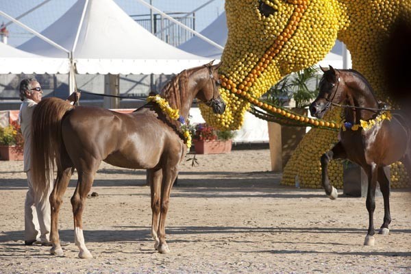 Medditerranean and Arab Countries Arabian Horse Championship | Day 2