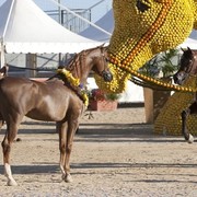 Medditerranean and Arab Countries Arabian Horse Championship | Day 2