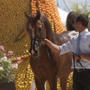 Medditerranean and Arab Countries Arabian Horse Championship | Day 2